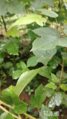 高度80厘米枫香小苗