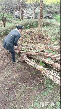 高度400厘米三角梅