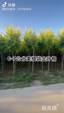 10公分金叶榆