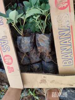 高度15厘米芍药