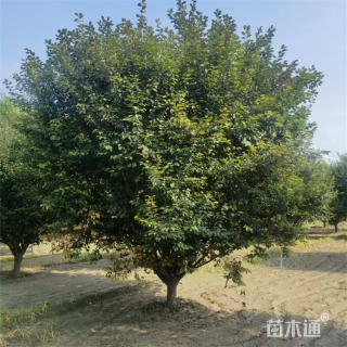 8公分垂丝海棠