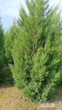 高度55厘米蜀桧