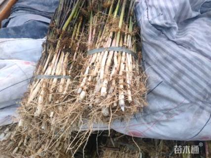 高度30厘米芦苇