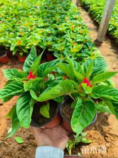 高度20厘米鸡冠花