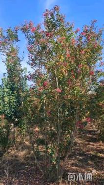 高度400厘米丛生紫薇