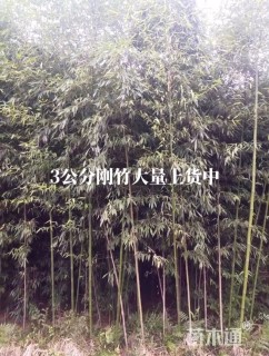 地栽苗刚竹