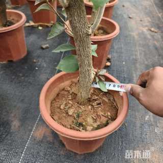 高度40厘米三角梅