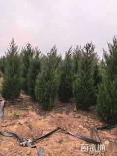 高度250厘米蜀桧
