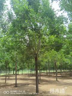 14公分速生白蜡