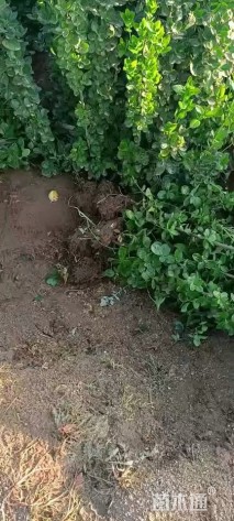 高度70厘米大叶黄杨