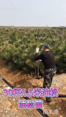 高度120厘米黑松