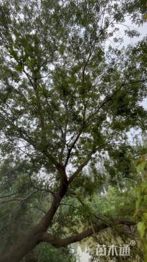 30公分朴树