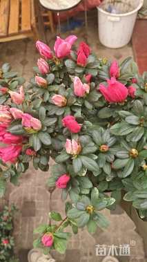 高度30厘米芙蓉菊