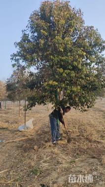 13公分大叶女贞