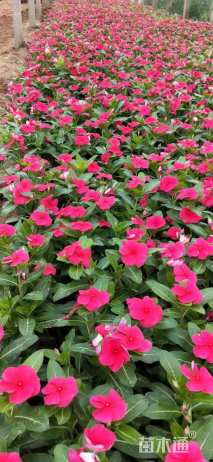 高度20厘米长春花