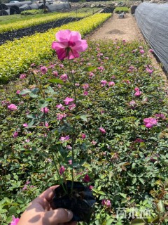 高度20厘米月季