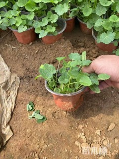 高度5厘米蜀葵