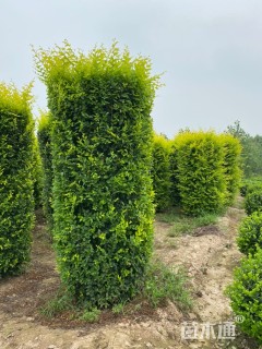 3公分造型金叶榆