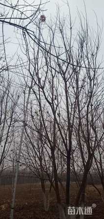 高度600厘米丛生五角枫