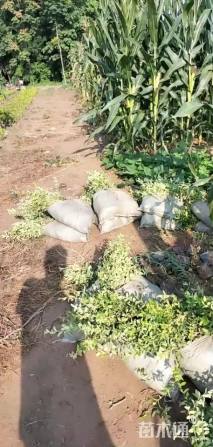 40厘米小叶扶芳藤