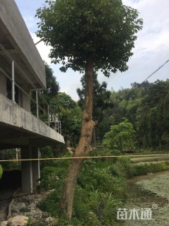 35公分香樟
