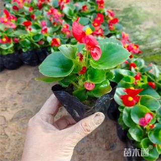 高度12厘米四季海棠