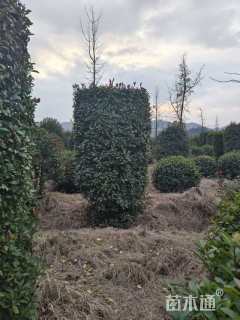 高度200厘米红叶石楠柱