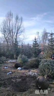 高度430厘米红皮云杉