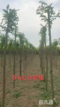 5公分刺槐