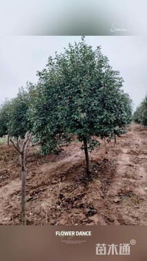 8公分石楠