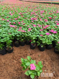 高度15厘米非洲凤仙