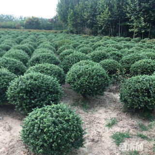 冠幅80厘米龟甲冬青球