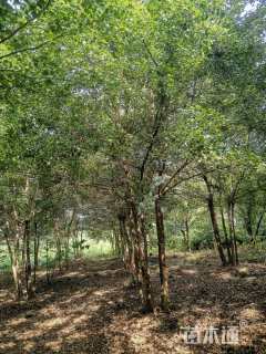 高度800厘米丛生三角枫