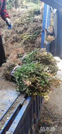 高度40厘米小叶黄杨