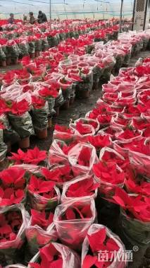 高度40厘米一品红