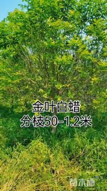 8公分金叶白蜡