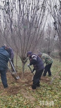 9公分桃树