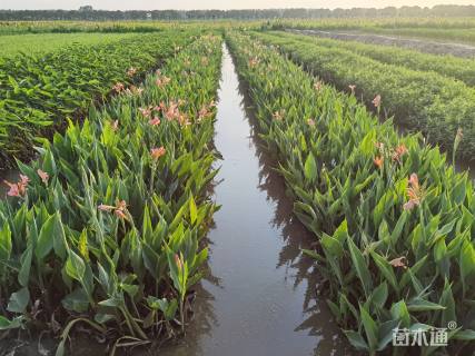 高度60厘米水生美人蕉
