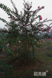 高度500厘米丛生红花紫薇