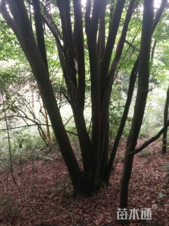 20公分多杆山杜英