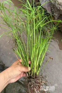 高度35厘米旱伞草