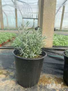 高度20厘米柳叶星河