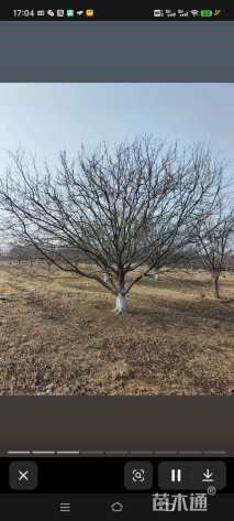 高度500厘米冬红果海棠