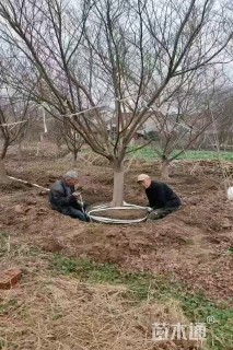 12公分鸡爪槭12-13-14-15-18-20-22公分