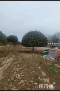 12公分高杆卫矛球