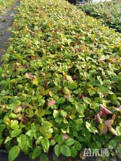 高度20厘米月季