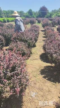 高度100厘米红叶小檗