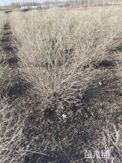 高度100厘米金银木球