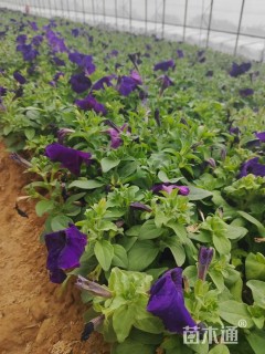 高度23厘米矮牵牛