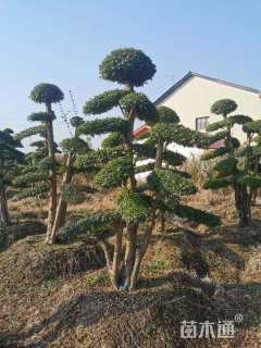 10公分造型小叶女贞